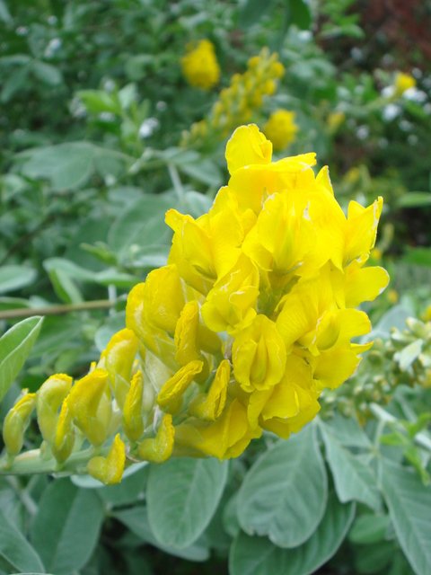 Cytisus battandierii fleur